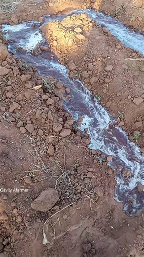 Tomato furrow irrigation | Gävily AFarmer