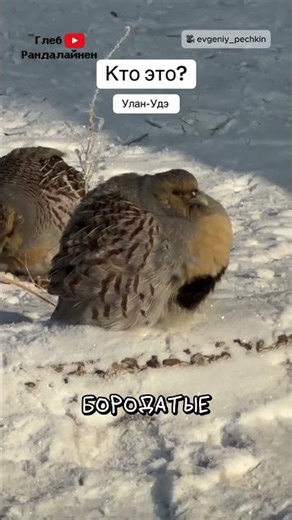 Angry Birds in Real Life 🐦 @EvgeniyPechkin