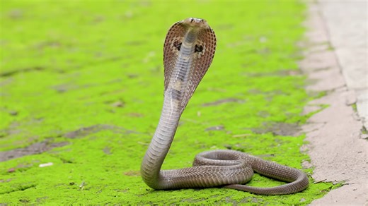 Watch what happens when Asia’s most venomous snake attacks