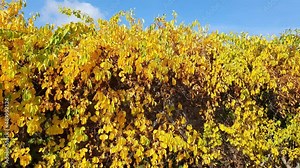 Celastrus Orbiculatus a woody flowering vine plant with golden yellow leaves and a small yellowish flower in the autumn fall and commonly known as Oriental bittersweet, stock video footage