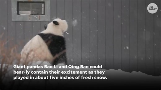61K views · 1.1K reactions | Frolic and play the...panda...way. Two pandas rolled and played in the fresh snow at the Smithsonian's National Zoo. | USA TODAY | Facebook