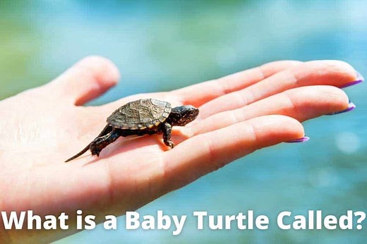 What is a Baby Turtle Called? [Newborn Name & Facts]