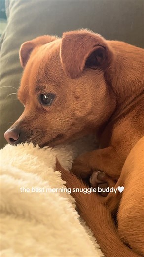 The Best Morning Snuggle Buddy: A Perfect Start to Your Day