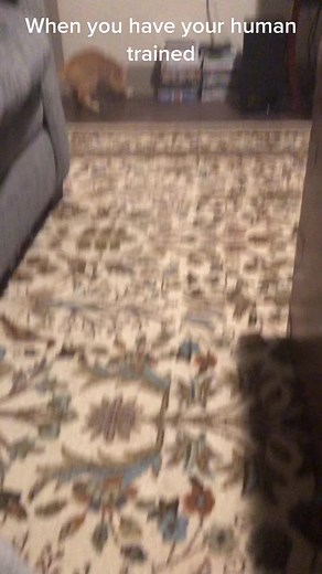 Seriously the coolest cat I’ve owned. #bobo #kitten #catsoftiktok #animalsoftiktok