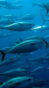 Believe it or not, tuna poop is crucial for our ocean’s health 🐟💩 Like how fertiliser makes plants grow, tuna helps plankton grow in our ocean, which produces oxygen and absorbs CO2 emissions. Share if you agree we must do more to restore our ocean and planet! 🌍 | WWF