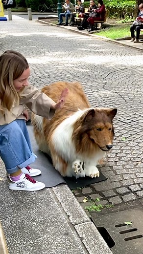 Did you notice this dog's secret? この犬の秘密に気が付けましたか？ #dog #quadsuit #collie #toco #toko #着ぐるみ #fursuit #kigurumi #犬