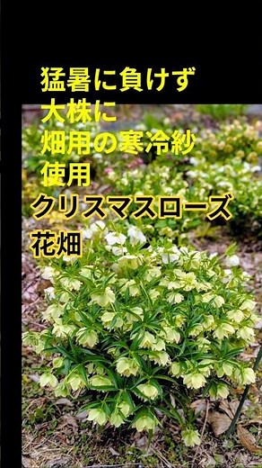 クリスマスローズ花畑,猛暑に負けず大株