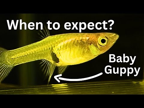 How to tell when Guppy will give birth? 4 signs of Endler Guppies birth!