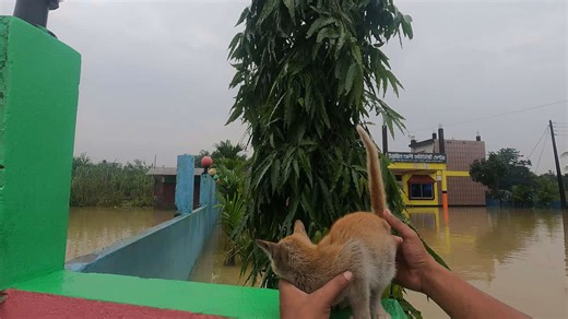 Helping a Cat During a Flood Stuck on a Fence