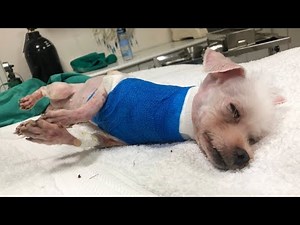 The Abused Puppy Had A Happy Life After Being Rescued In A Terrible Condition