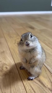 Rescue the trapped fat squirrel! | Anna Scott Music