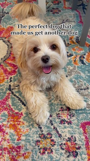 GoldieGirlSimone on TikTok