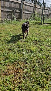 2.8K views · 43 reactions | Louie is a sweet 4 year old Puggle. He is very friendly and has lived with other dogs. He is such a sweet boy. Low to medium energy and will make a great companion. Come meet Louie at CARE. We are open Tuesday through Saturday from 10am-3pm and located at 1528 27th St in Ruskin, Fl | C.A.R.E. Animal Shelter (Critter Adoption & Rescue Effort, Inc.) | Facebook