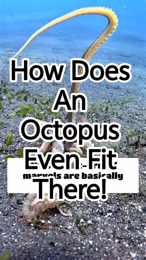 How Does An Octopus Even Fit There!