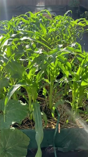 From this to This! My Bunn Peaches and Cream Sweet Corn