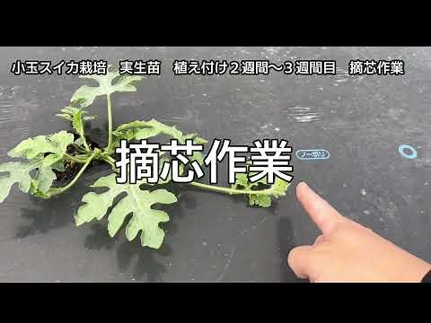 小玉スイカ栽培 ピノガール 1番の初歩 摘芯作業