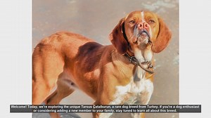 Discover the Rare Tarsus Çatalburun: Turkeys Unique Fork-Nosed Dog