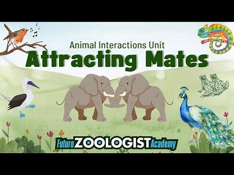 Attracting Mates | How Animals Attract Mates