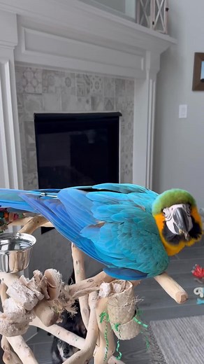 Adorable Baby Blue and Gold Macaw: Aurora's Growth Journey