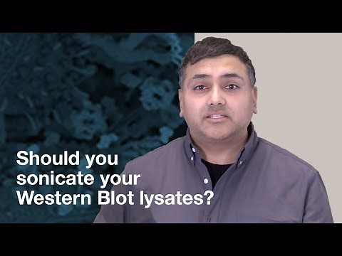 Should you sonicate Western Blot lysates? | CST Tech Tips