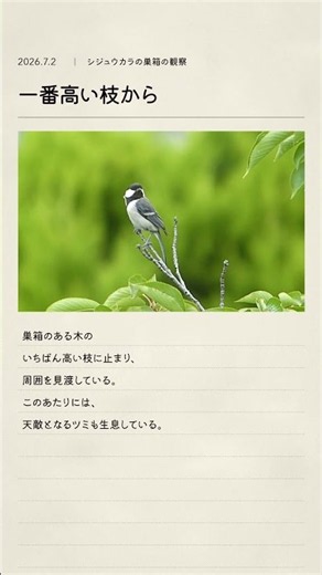 一番高い枝から 2026.7.2 | シジュウカラの巣箱の観察