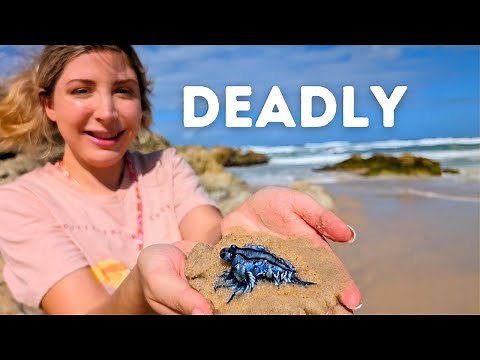 Catching RARELY SEEN Blue Sea Dragons in Australia!