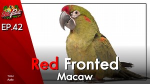 Red Fronted Macaw หรือ ชื่อไทย มาคอว์หน้าผากแดง เป็นนกมาคอว์ที่มีขนาดไม่ใหญ่มาก ขนาดกำลังพอดี มีจุดเด่นคือตัวสีเขียวหน้าผากสีแดง เป็นอีกสายพันธุ์ที่มีความเชื่องและความน่ารักในตัว ส่วนรายละเอียดจะเป็นยังไงเชิญรับชมในคลิปครับ #MEANDPARROTS #นกแก้ว #ทาสนก ติดตามได้ที่ Line@ : @mixedoil หรือ https://lin.ee/fg1A7p Facebook : https://1th.me/Yeq2M Youtube : https://1th.me/jwuwI | Me and Parrots