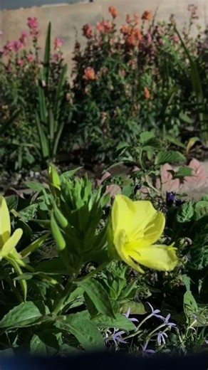 Watch This Evening Primrose Bloom | Timelapse ✨