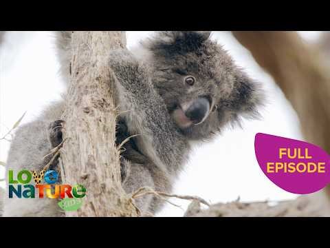 Koalas on the Move During Mating Season | Secret Life of the Koala 102