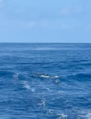 Azores - Habitat released a Blue Marlin (600). | Marlin Billfish