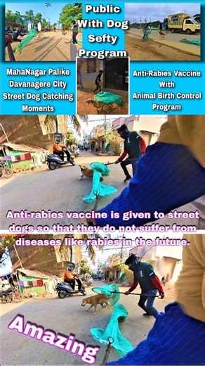 Gojo Vs Goku Amazing Dog Catching Trailer #gojo #goku #trailer #dogwithpublicsafety #pets