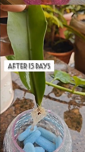 Learn How To Propagate The Stunning Queen Of The Night Cactus!