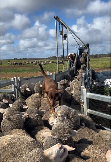Challenges Facing Sheep Industry Workers