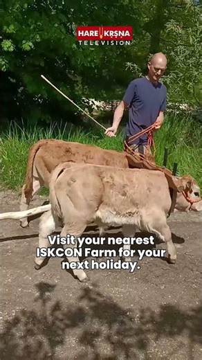 Must Visit ISKCON FARM Once in Life #shorts