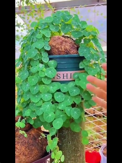 Green Stephania Erecta Live Plant,Low-Maintenance