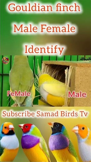 How to Identify Male and Female Gouldian Finch | Easy Gender Identification Guide#shortvideo #short