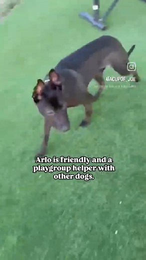 55 reactions · 3 comments | Update: adopted!❤️❤️Meet Arlo #A5735255,...