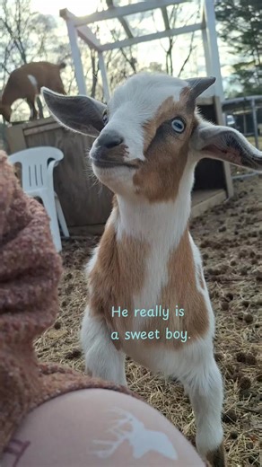 I like to make sure my baby goats are friendly, this guy aced the mark. #babygoats #goat #goatsoftiktok #goattok #sweetbaby