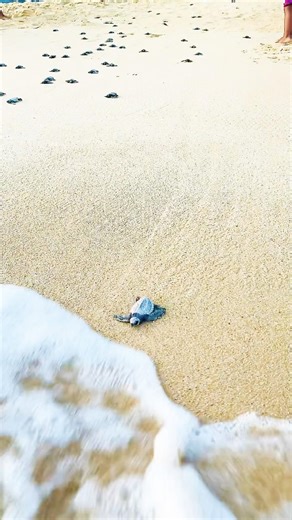 First day swimming lesson of Little turtles #beach #animals #sea 🐢🌊🏖️