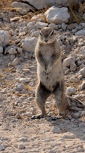 Cape ground Squirrel standing around at Etosha National Park in Namibia. #namibia #etosha #squirrel #safari #travel #wildlife #traveller #visitnamibia #africansafari #explore #wildlifephotography #madbookings | Nwrnamibia