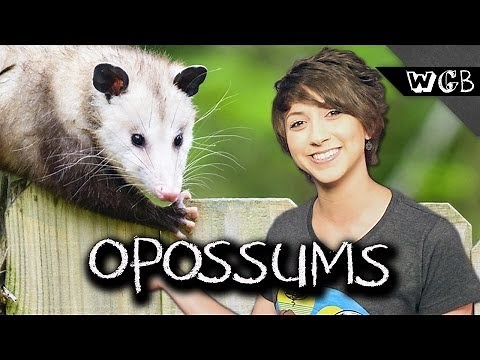 Opossums Are Ultimate Survivors