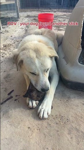 POV: Your Dog Finds the BEST Stick Ever! #DogLife #FunnyPets