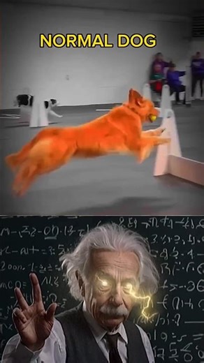sigma teacher🗿| sigma dog 🗿 | sigma science #shorts #sigmarules #viral #trending #sigmadog #sigma
