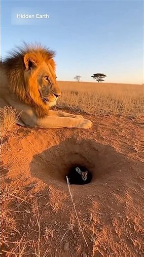 Lion vs Antelope: Unexpected Collision with the Camera! 🦁🎥 #viral #animals #cat #lion