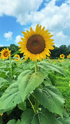 Daisy’s Folly on TikTok