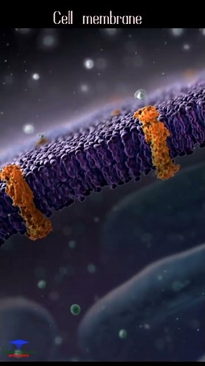 The cell membrane animation 🩺. #shorts
