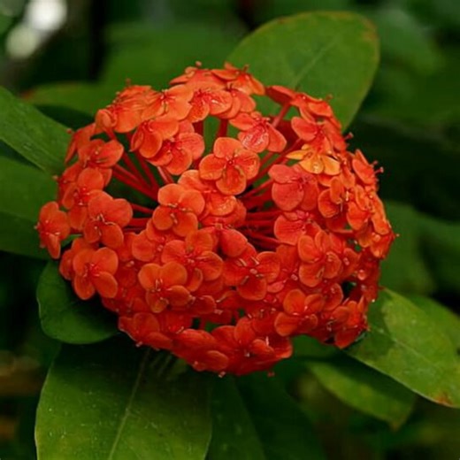 5月5日の誕生花🌺　サンタンカ（山丹花）アカネ科の常緑低木で、赤やオレンジ、ピンク、白などの鮮やかな花を房状に咲かせるの中国南部やマレーシア原産で、耐暑性が強く、南国ムード漂う花木として鉢植えや庭木で人気（花言葉✨）♡喜び・熱き思い赤やオレンジの鮮やかな花が、南国の情熱的なイメージを連想させる♡張り切る1年に何度も花を咲かせるほど開花期間が長く、元気な印象から♡神様の贈り物原産地（中国南部〜マレーシア）でヒンドゥー教のシヴァ神に供えられる神聖な花であることから♡可憐・謹厳小さな花が集まって咲く可愛らしい姿から小さな喜びを集めながら、今日も張り切る気持ちを大切に~可憐に、しなやかに…素敵な一日になりますように🍀 ￼✿.*･𑁍𓏸