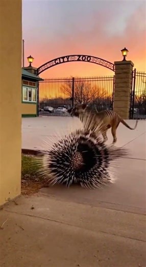 When a Porcupine Faces a Predator From the Past🦔ヤマアラシが過去から来た捕食者と対峙するとき#porcupine #tasmaniantiger
