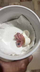 incubator hatched Violet GCC fostered by Parakeet | Myko's Aviary