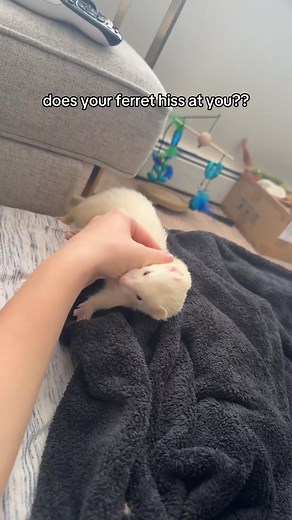 Understanding Ferret Behavior: Why Do They Hiss?